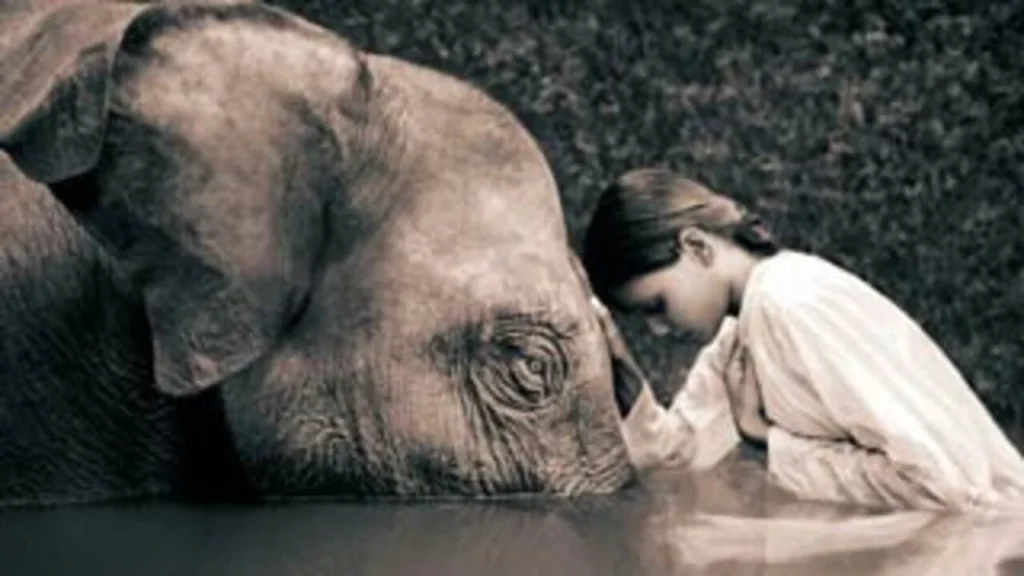 ELEFANTE